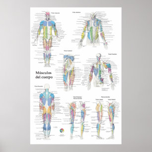 Spanish Muscle Anatomy Chart