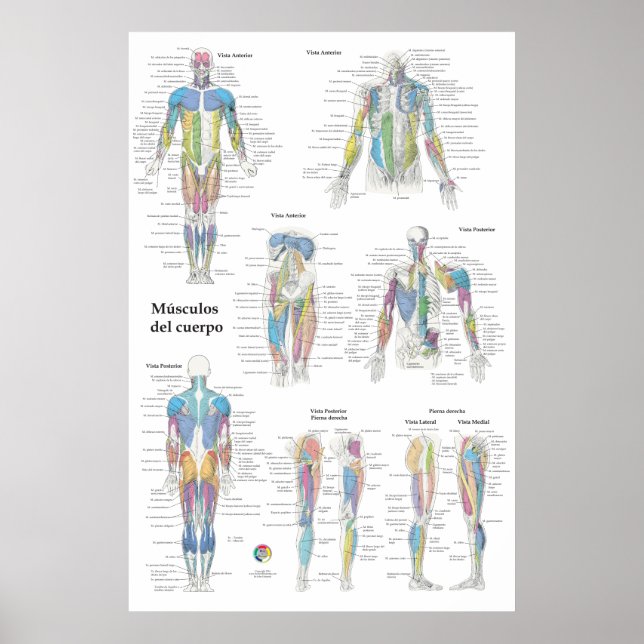 Spanish Muscle Anatomy Chart (Front)