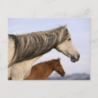 Spanish Mustangs