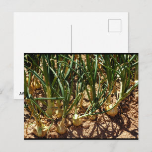 Spanish Onions at Harvest Postcard