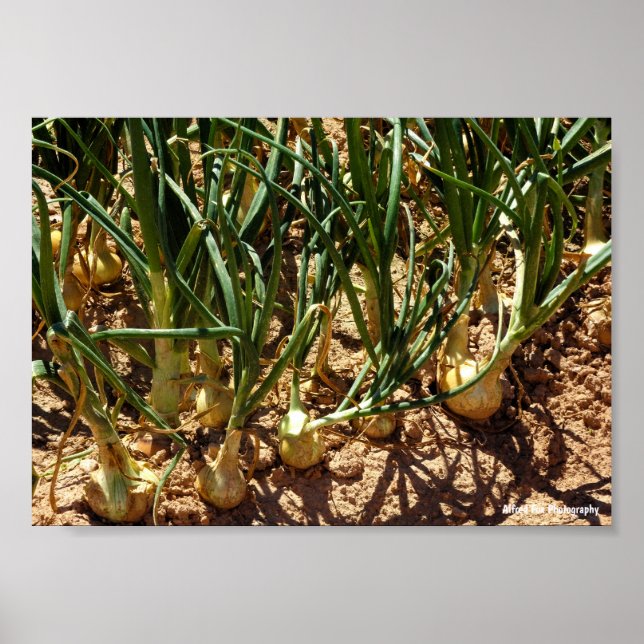 Spanish Onions at Harvest Poster (Front)