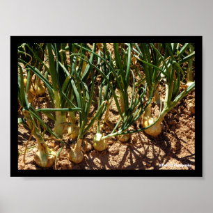Spanish Onions at Harvest Poster