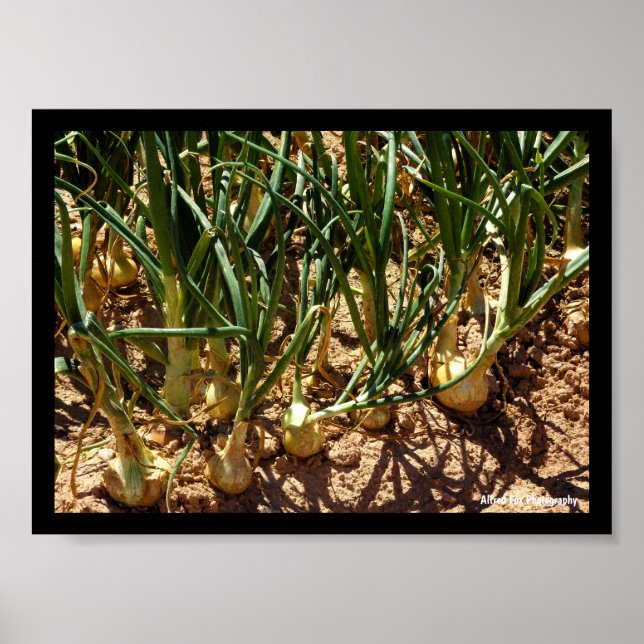 Spanish Onions at Harvest Poster (Front)