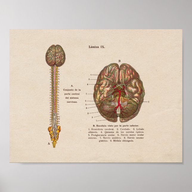 Spanish Vintage Anatomy Print Brain Spine (Front)