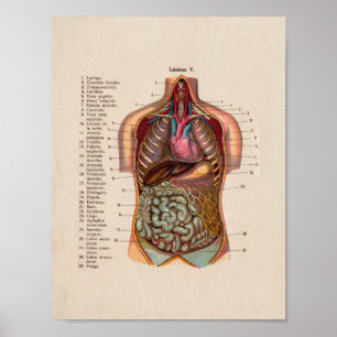 Spanish Vintage Anatomy Print Organs Heart