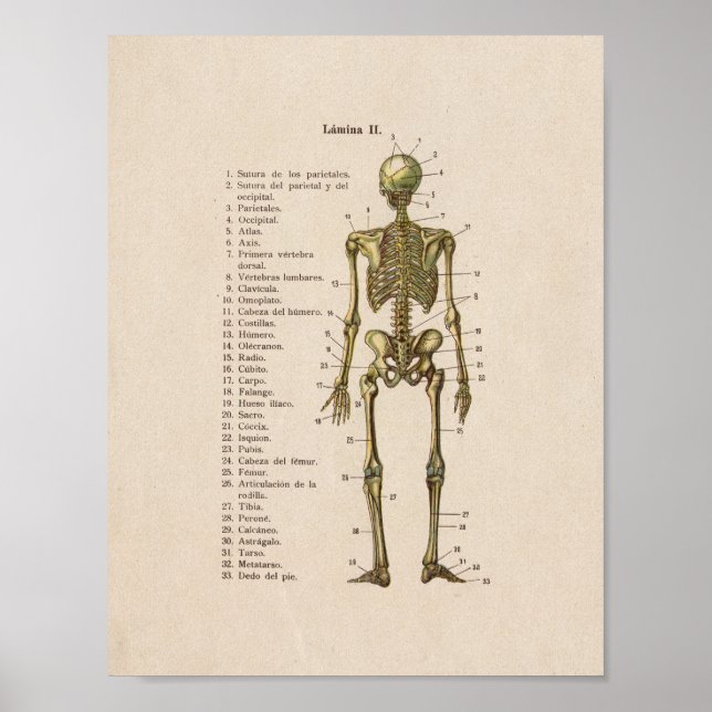 Spanish Vintage Anatomy Print Skeleton Bones (Front)