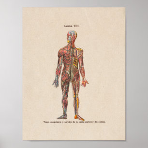 Spanish Vintage Anatomy Print Spinal Nerves