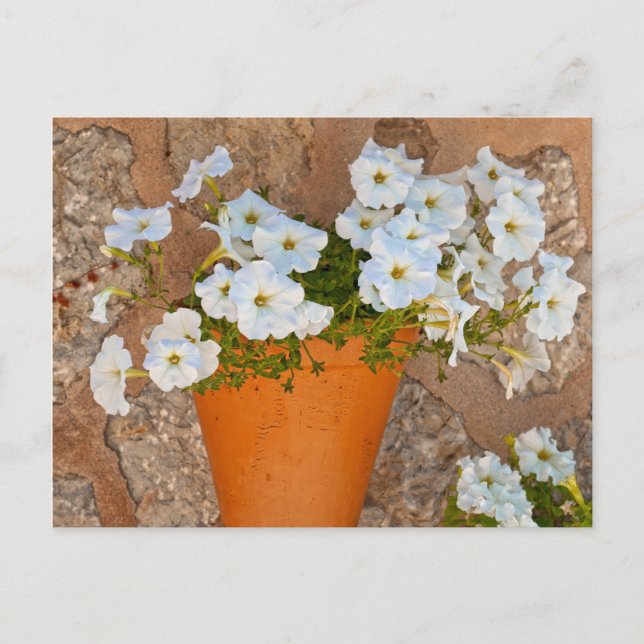 Spanish Wall Postcard (Front)