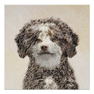 Spanish Water Dog Painting - Cute Original Dog Art Poster