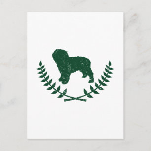 Spanish Water Dog Postcard