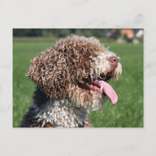 spanish waterdog postcard