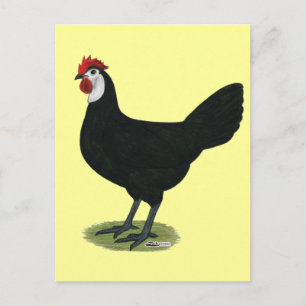Spanish:  White-faced Hen Postcard