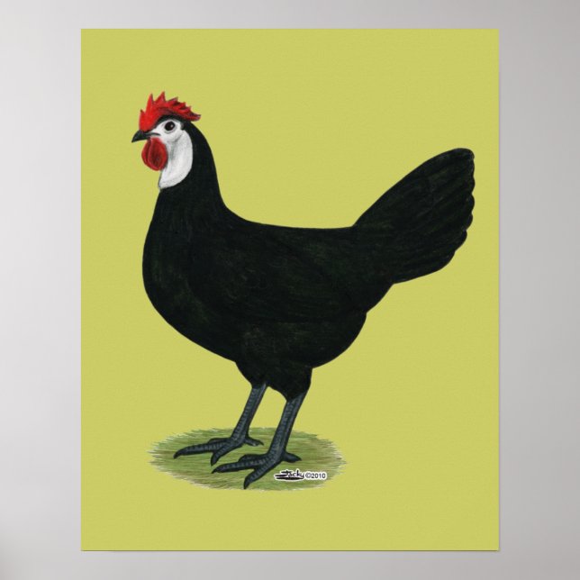 Spanish:  White-faced Hen Poster (Front)