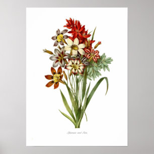 Sparaxis and Ixia spp Poster