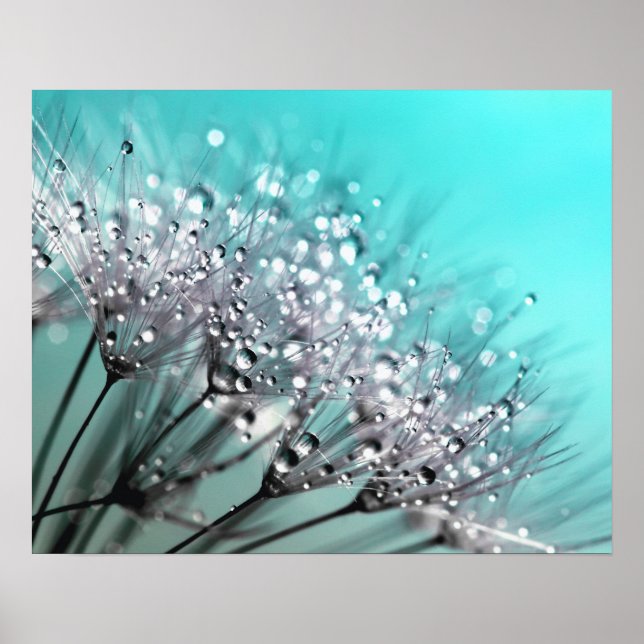 Sparkling Dew Dandelion Aqua Cyan Background Poster (Front)