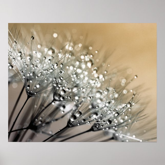 Sparkling Dew Dandelion Khaki Background Poster (Front)
