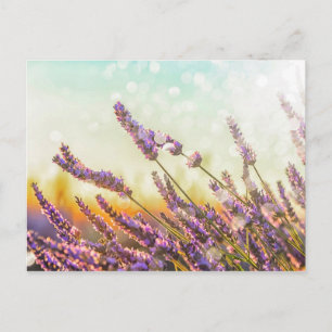 Sparkling lavender postcard