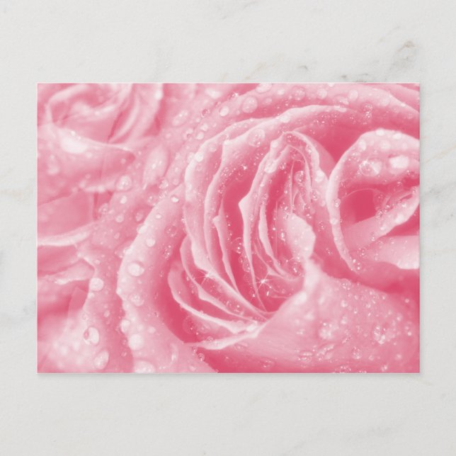 Sparkling Pink Rose Postcard (Front)