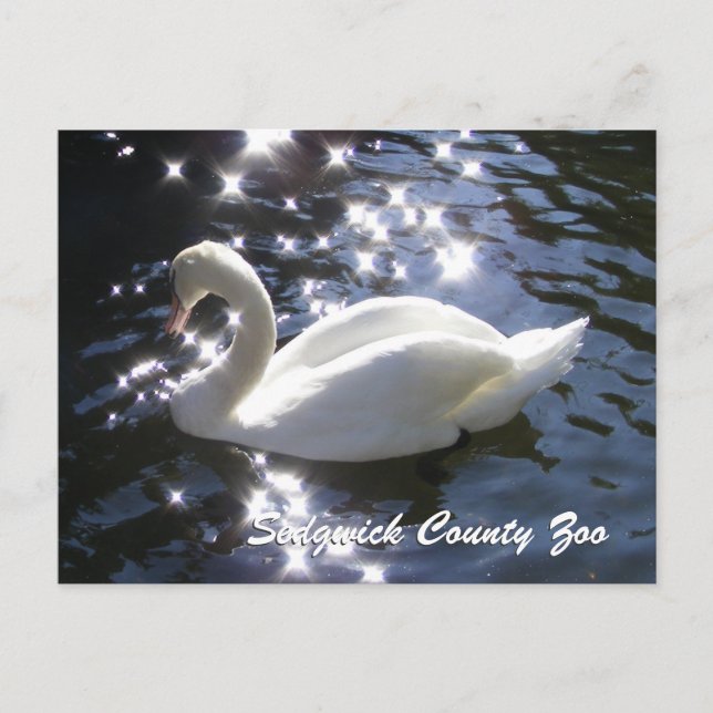Sparkling Swan Postcard (Front)