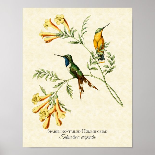 Sparkling Tailed Hummingbird Art Print (Front)