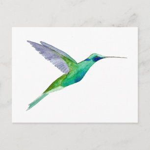 Sparkling Violetear Hummingbird Postcard