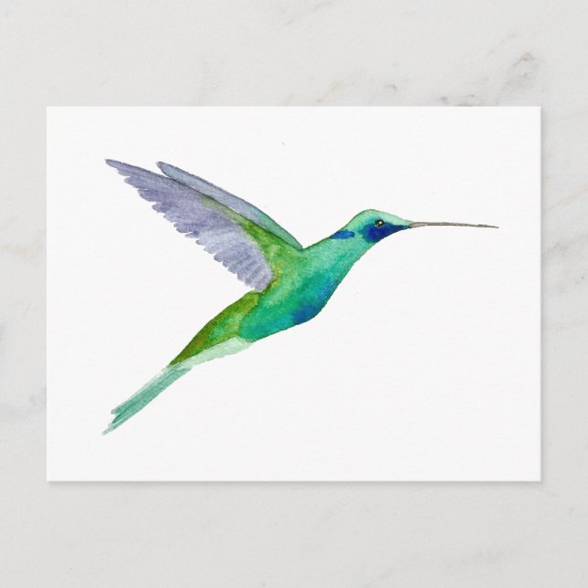 Sparkling Violetear Hummingbird Postcard (Front)