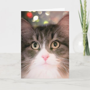 Sparkling Wishes for Christmas (Christmas Card) Holiday Card