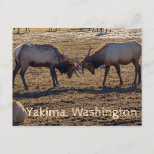 Sparring Elk Yakima Washington USA Postcard
