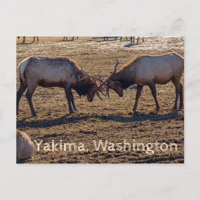 Sparring Elk Yakima Washington USA Postcard (Front)