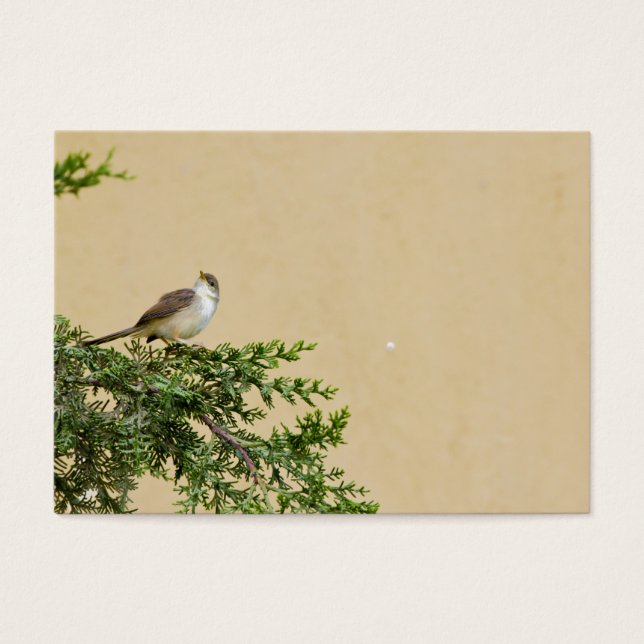 Sparrow (Front)