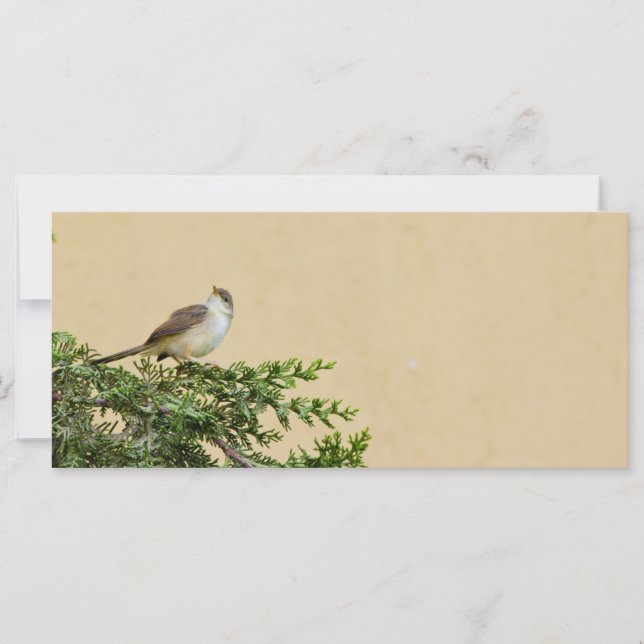 Sparrow (Front)