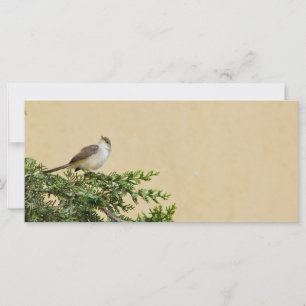 Sparrow