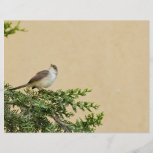 Sparrow
