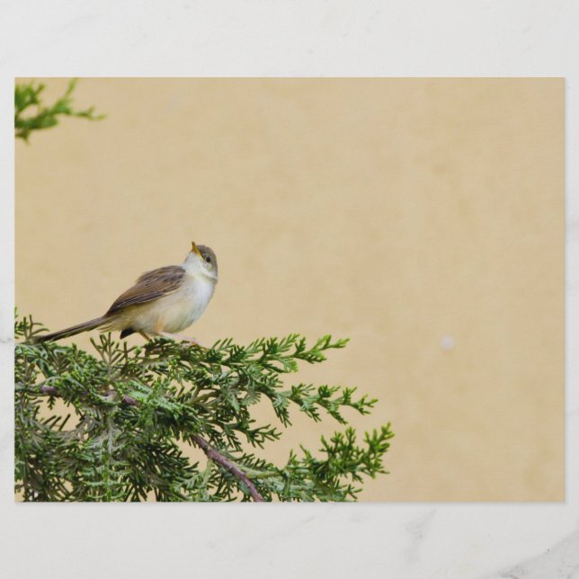 Sparrow (Front)