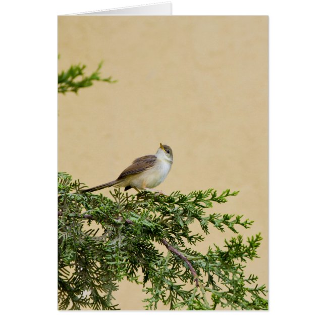 Sparrow (Front)