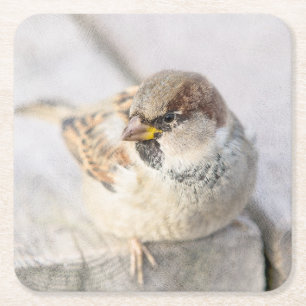 Sparrow - After The Transatlantic Square Paper Coaster