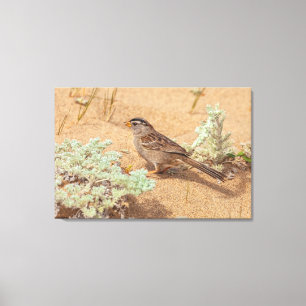 Sparrow Among Beach Grass Canvas Print