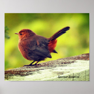 Sparrow Bird Perched Poster