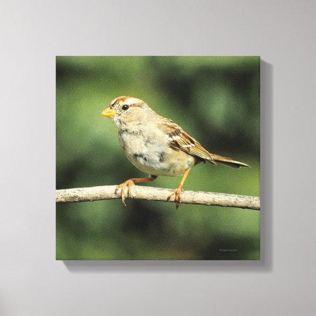 Sparrow Canvas Print (Front)
