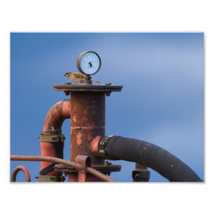 Sparrow checking air pressure before takeoff! photo print