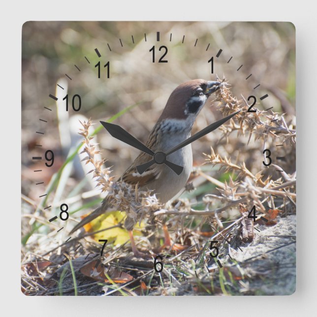 Sparrow eating wild seeds square wall clock (Front)