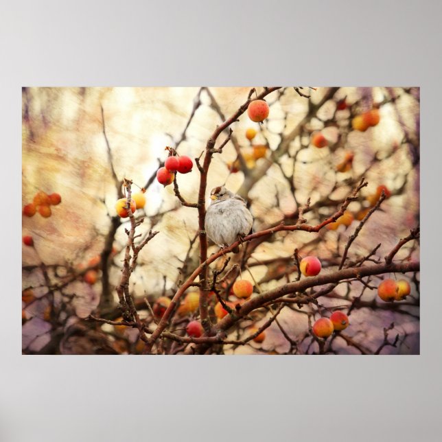 Sparrow in a Crab Apple Tree Poster (Front)