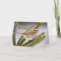Sparrow in a pine tree