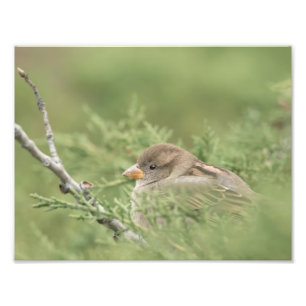 Sparrow in Cedar Photography Print