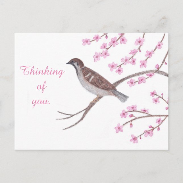 Sparrow in Cherry Blossom Tree Thinking Postcards (Front)