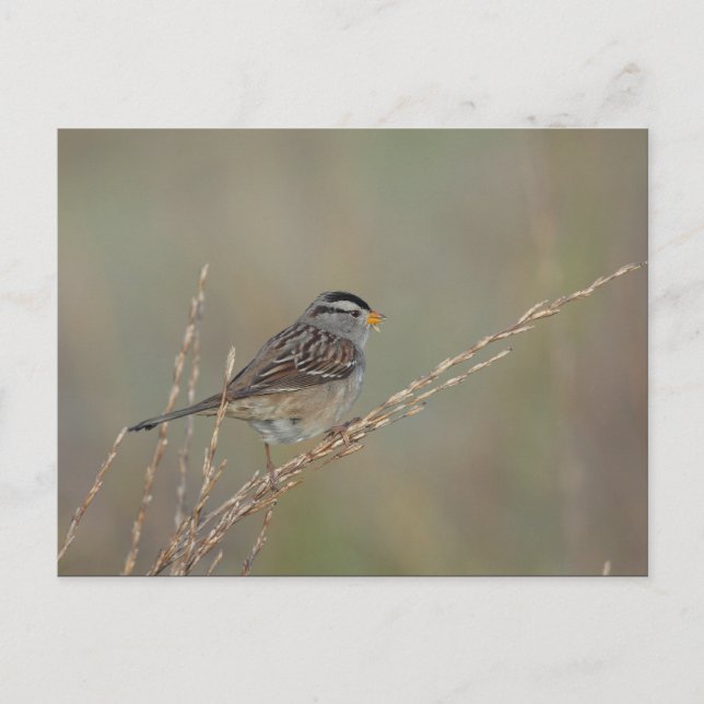 Sparrow in the Grass 2 postcard (Front)