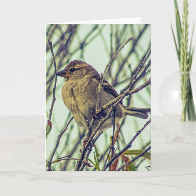 Sparrow in Tree Photo Card (Front)