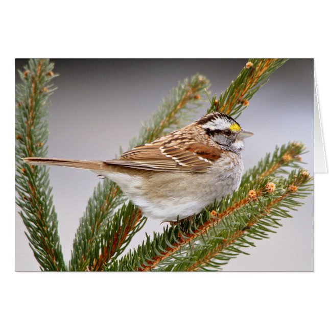 Sparrow in Winter (Front Horizontal)