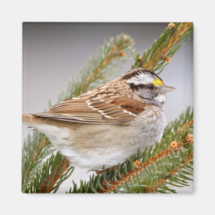 Sparrow in Winter Magnet