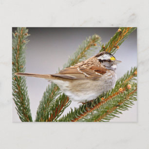 Sparrow in Winter Postcard